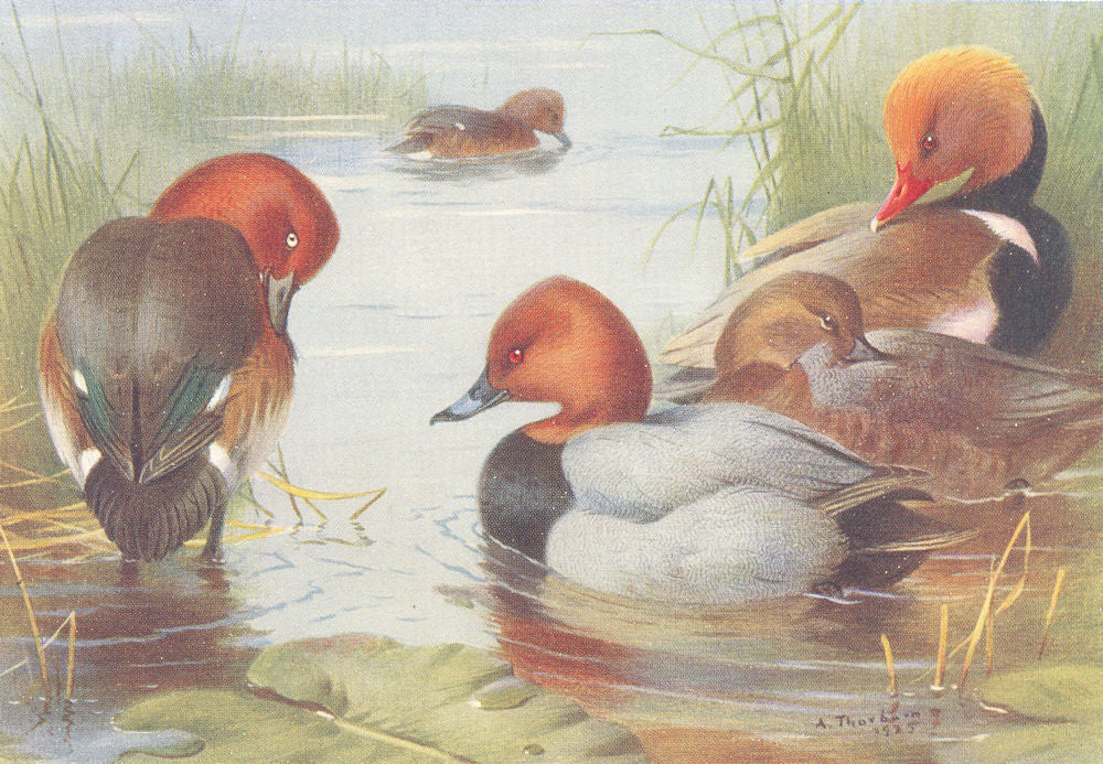 BRITISH BIRDS. Ferruginous Duck; Common Pochard; Red-Crested. THORBURN 1926